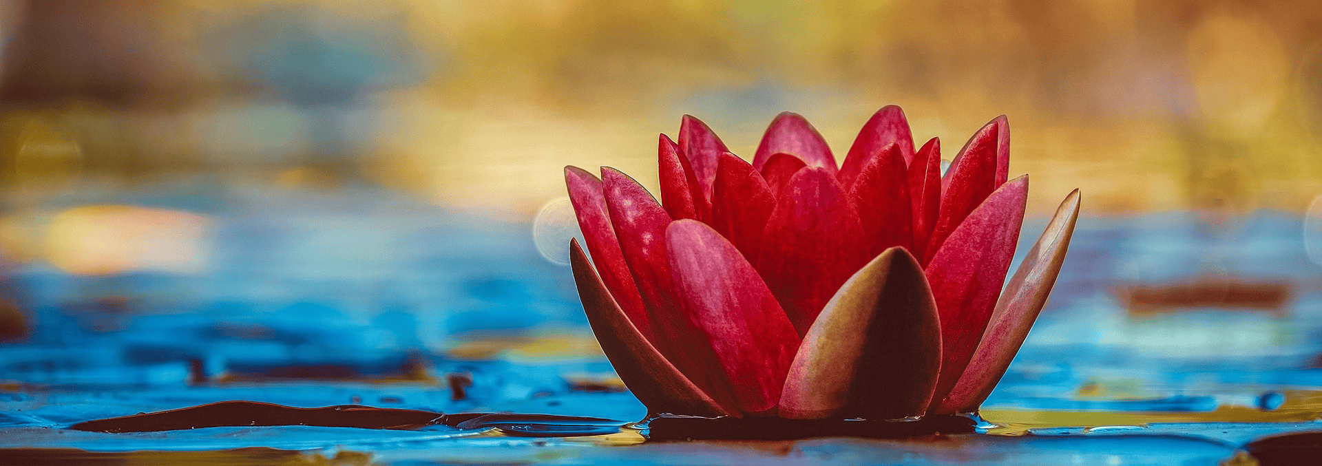 water-lily-apropos
